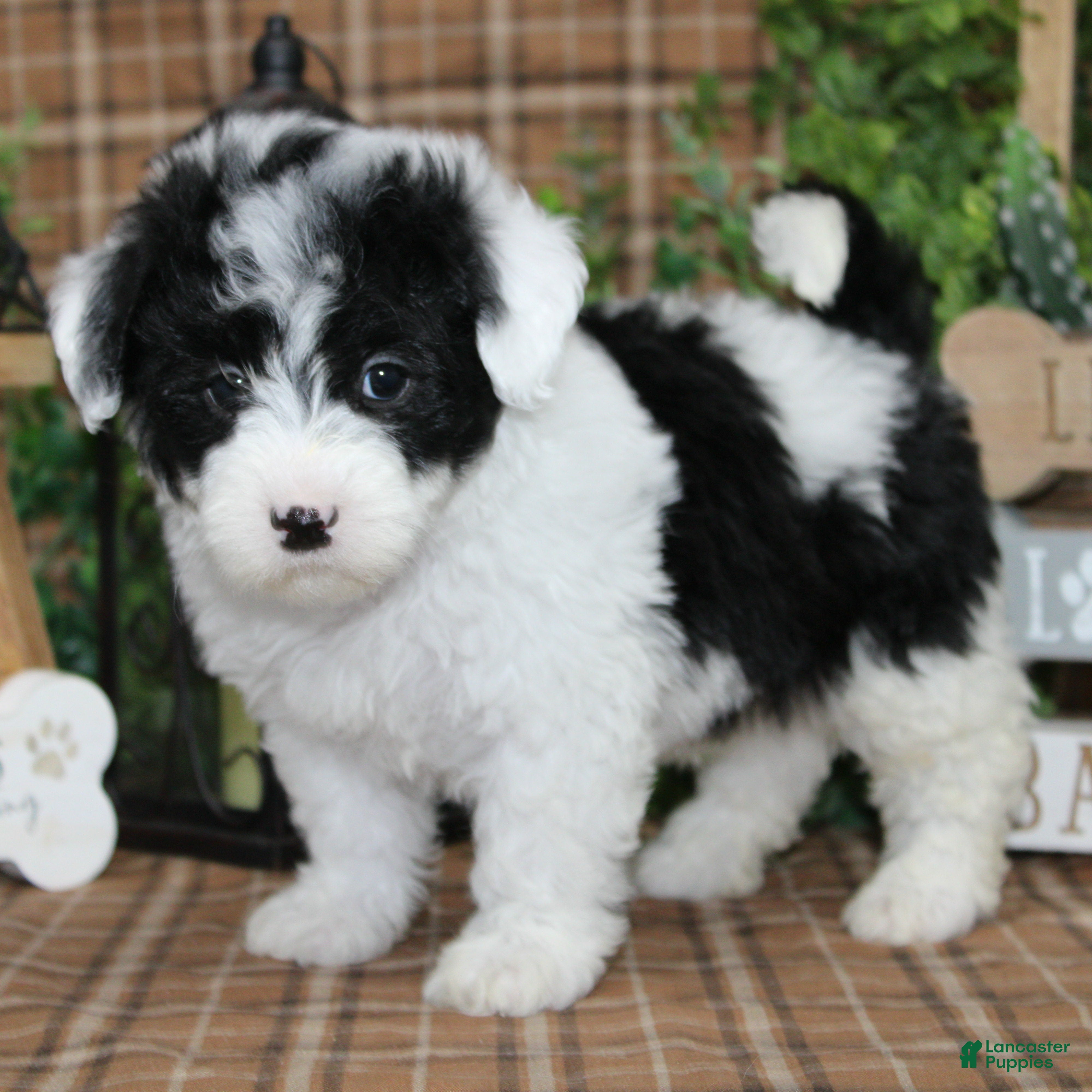 Sheepadoodle dogs Scout - Ad 4
