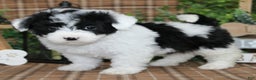 Sheepadoodle dogs for sale: Scout - Ad 1