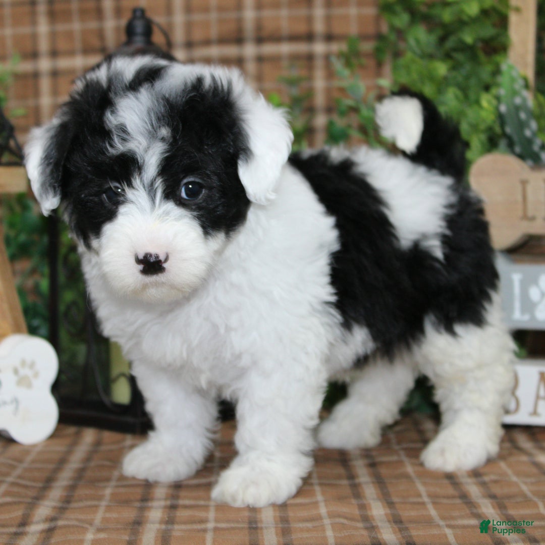 Sheepadoodle dogs for sale: Scout - Ad 1