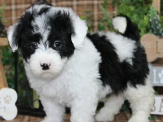 Sheepadoodle dogs Scout - Ad 4