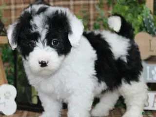 Sheepadoodle dogs Scout - Ad 7