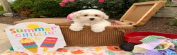 Bichpoo dogs for sale: Samantha  - Ad 3