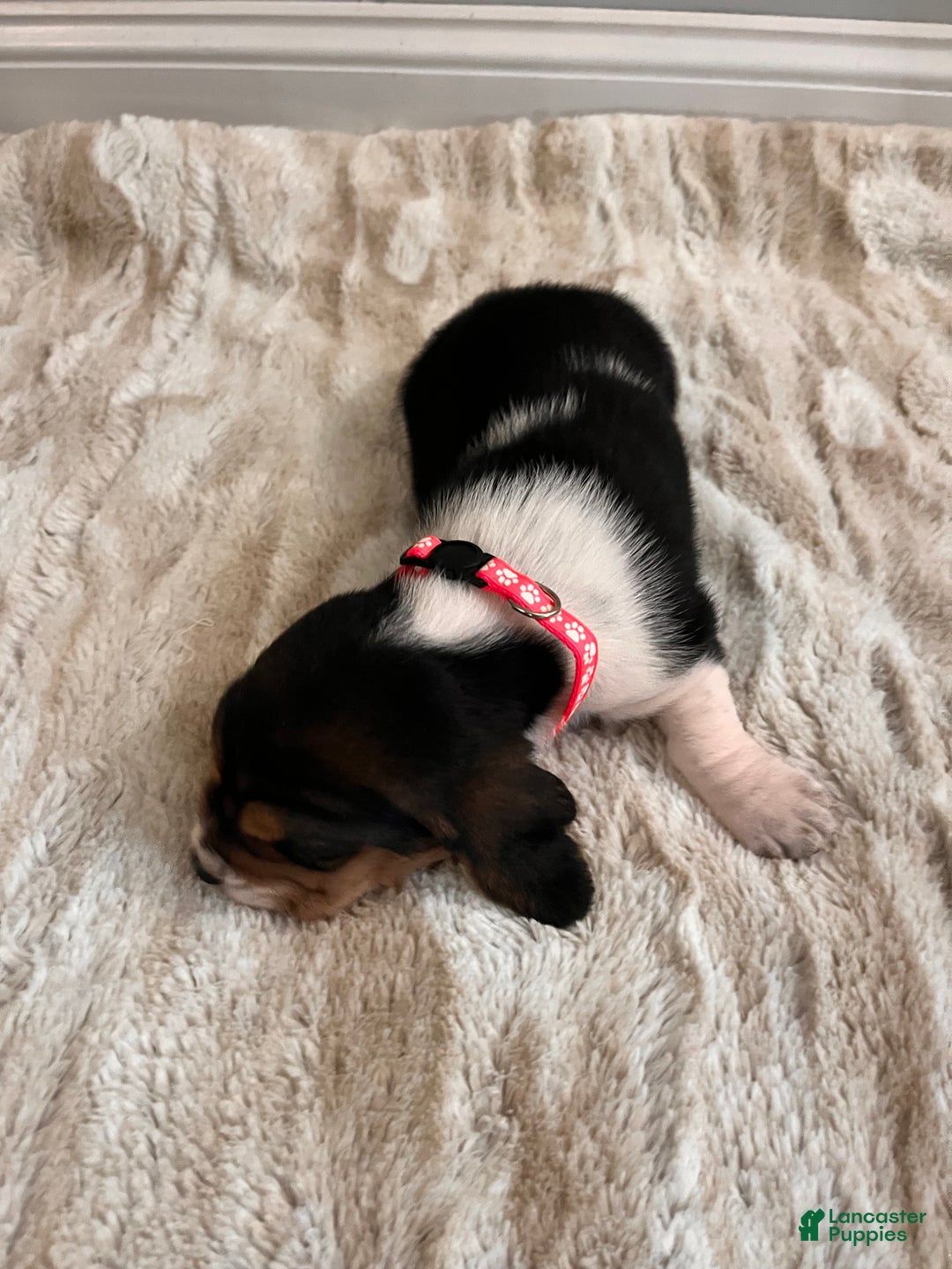 Basset Hound dogs for sale: Thelma - Ad 6