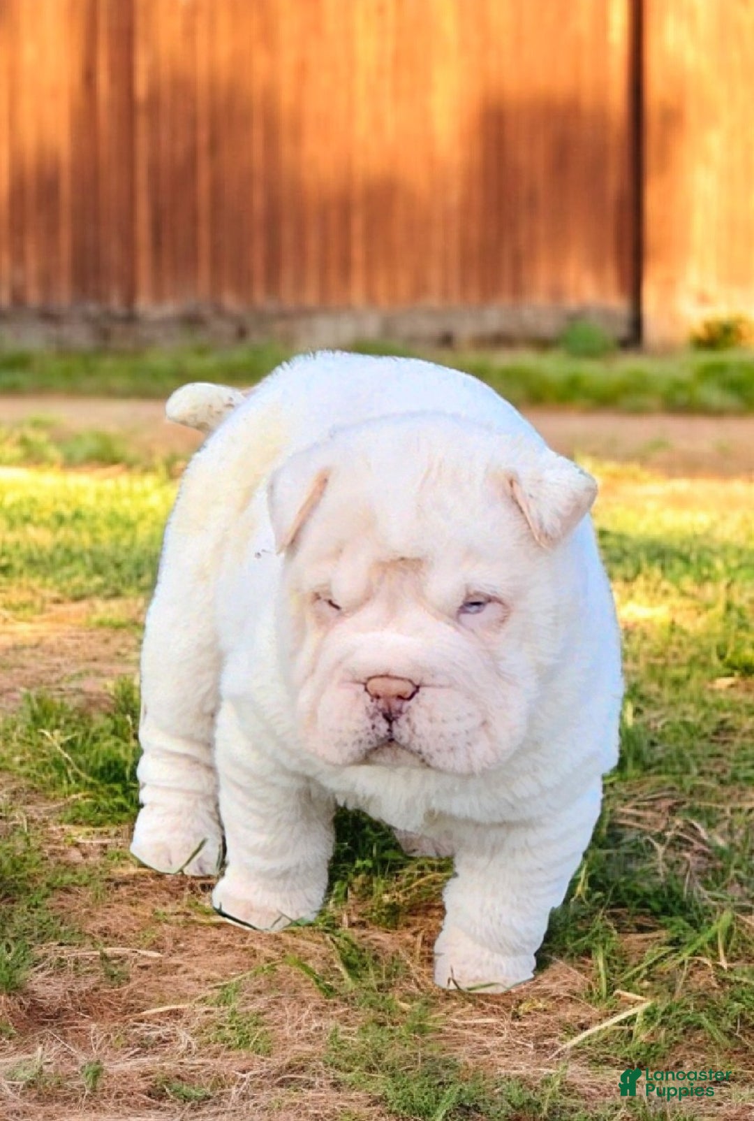 Shar Pei dogs for sale: Blizzard mini - Ad 2