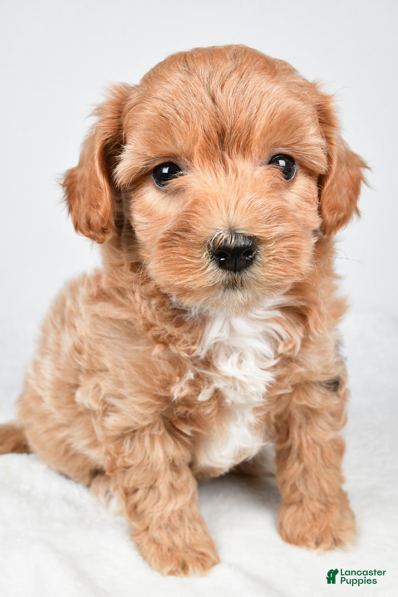 Maltipoo dogs for sale: Polly - Ad 1