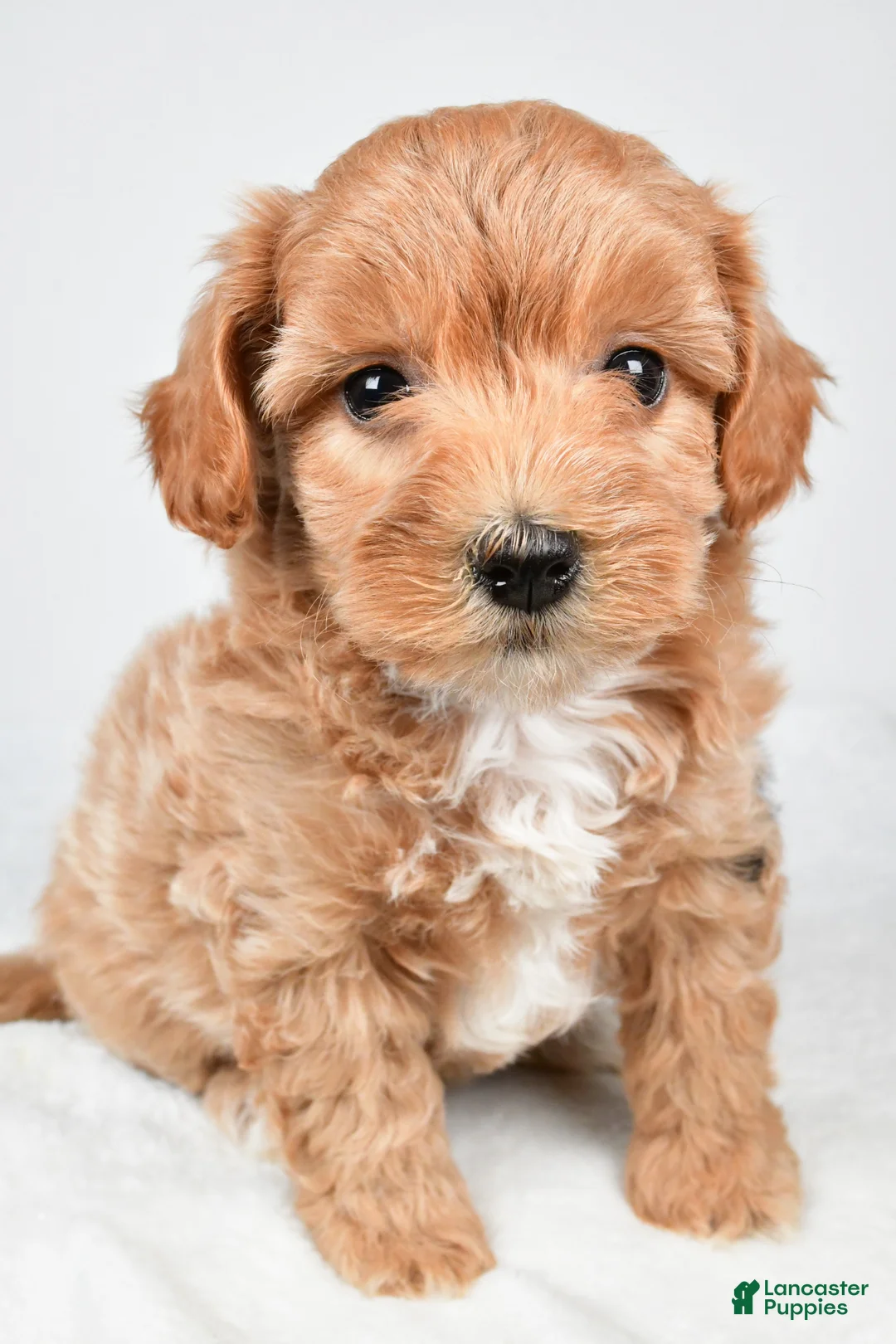 Maltipoo dogs for sale: Polly - Ad 1