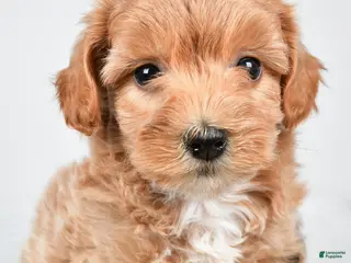 Maltipoo dogs for sale: Polly - Ad 1