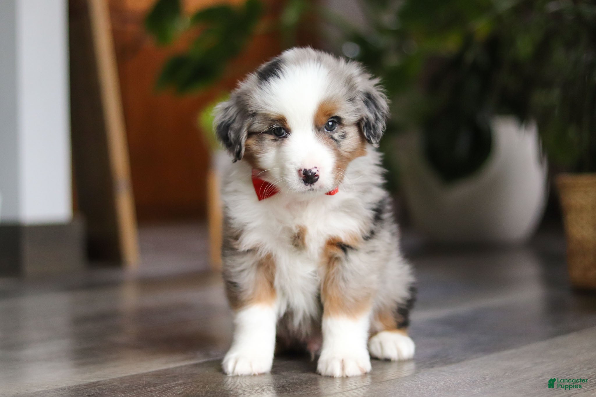 Miniature Australian Shepherd dogs Ghirardelli - Ad 32