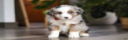 Miniature Australian Shepherd dogs for sale: Ghirardelli - Ad 1