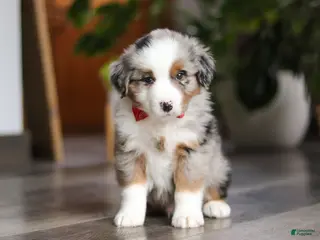 Miniature Australian Shepherd dogs Ghirardelli - Ad 41