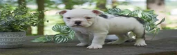 Olde English Bulldogge dogs for sale: Apple - Ad 5