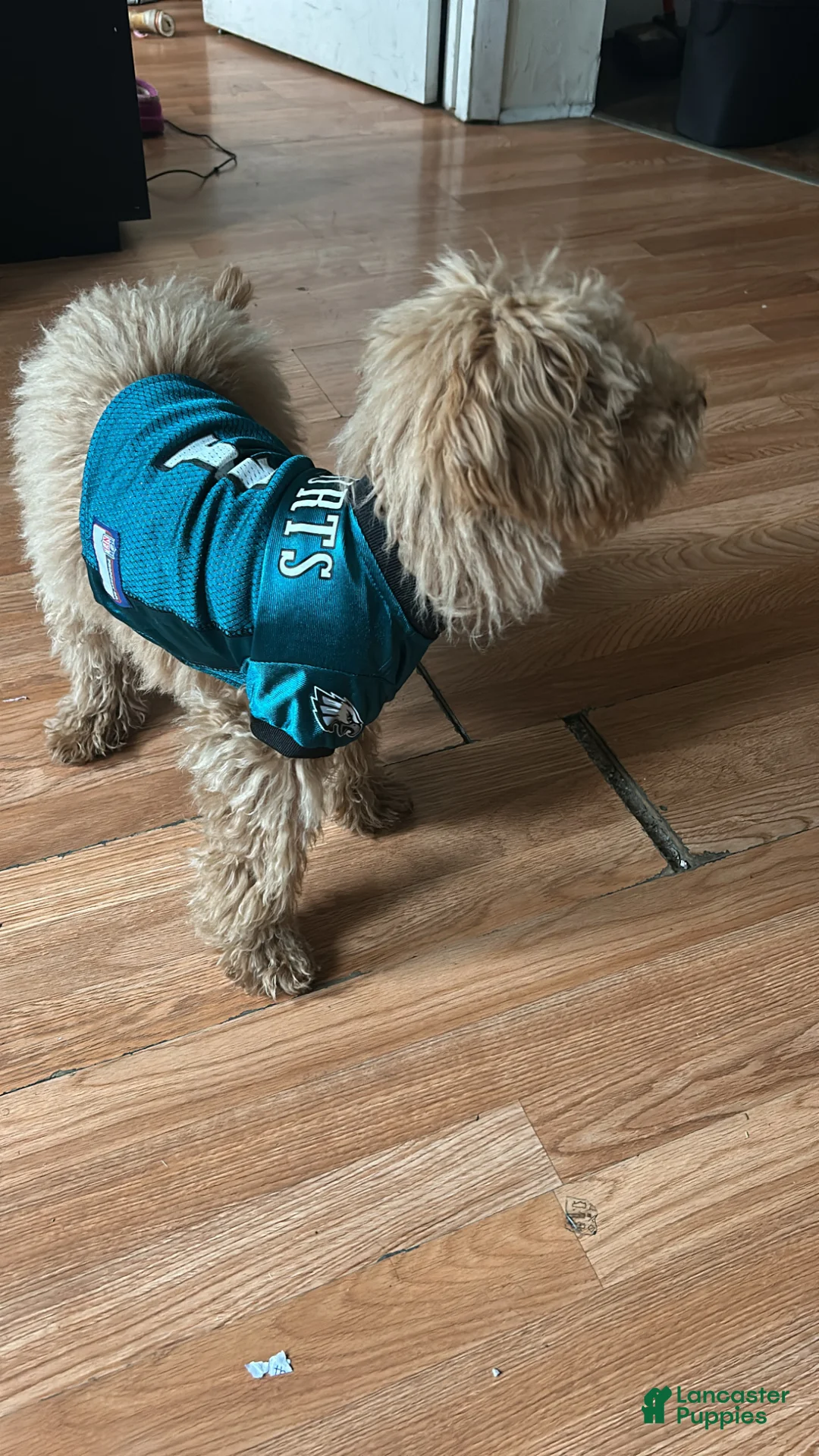 Mixed Breed dogs for stud: Bichon mixed with miniature poodle - Ad 2