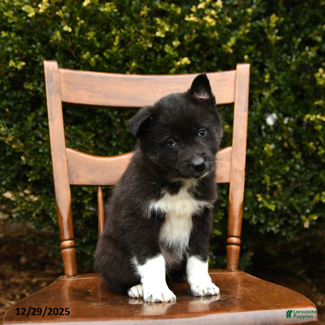 Mixed Breed dogs for sale: Otis - Ad 2