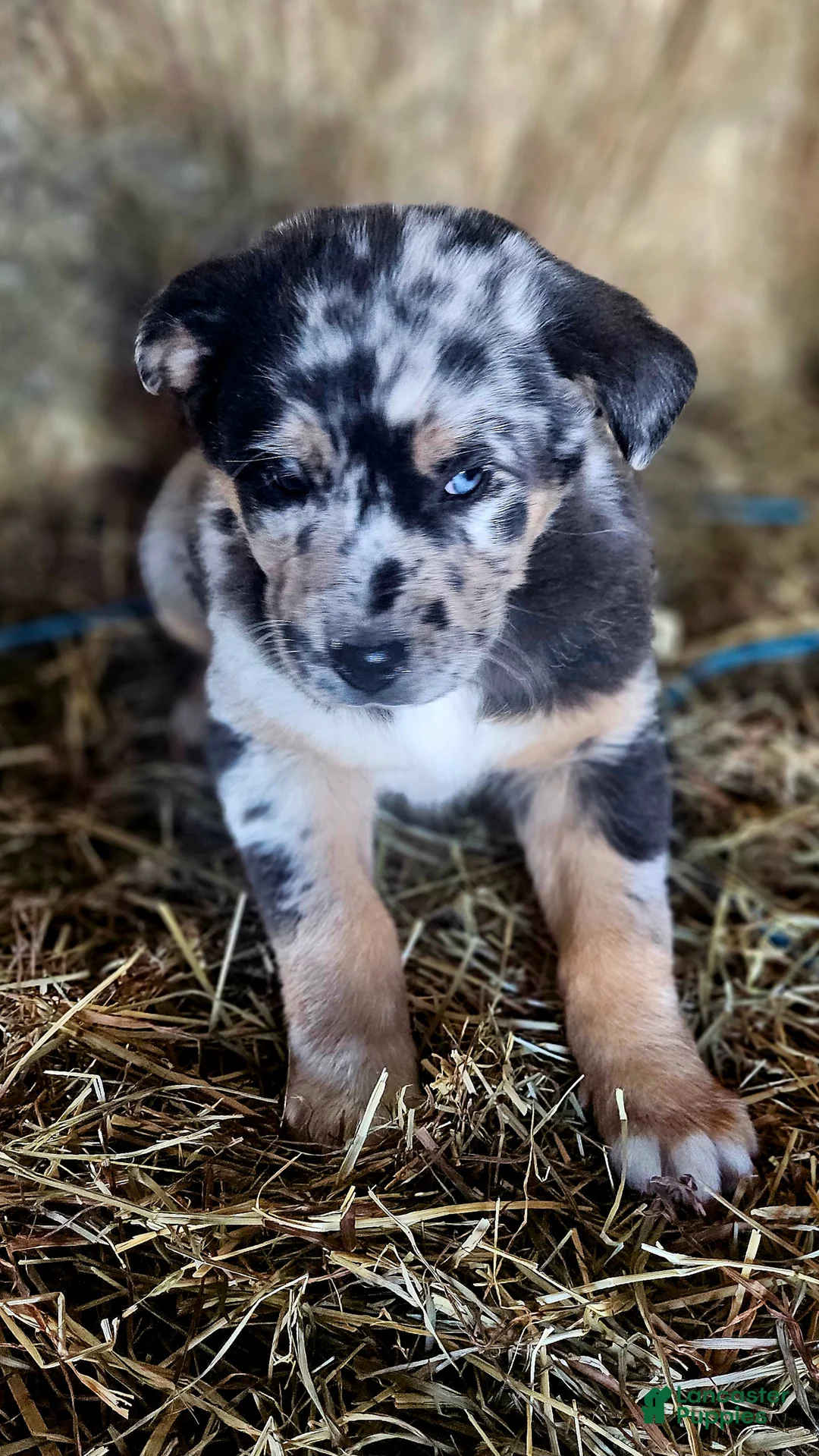Mixed Breed dogs for sale: Spots - Ad 3