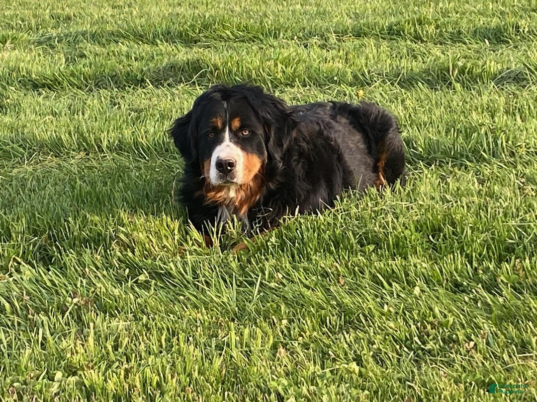 Mini Bernedoodle dogs for sale: Theo - Ad 11