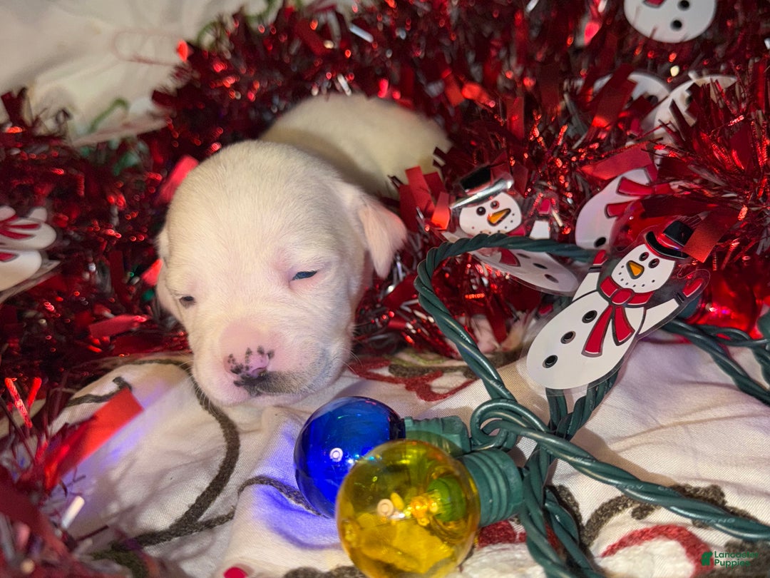 Mixed Breed dogs for sale: Calypso - Ad 8