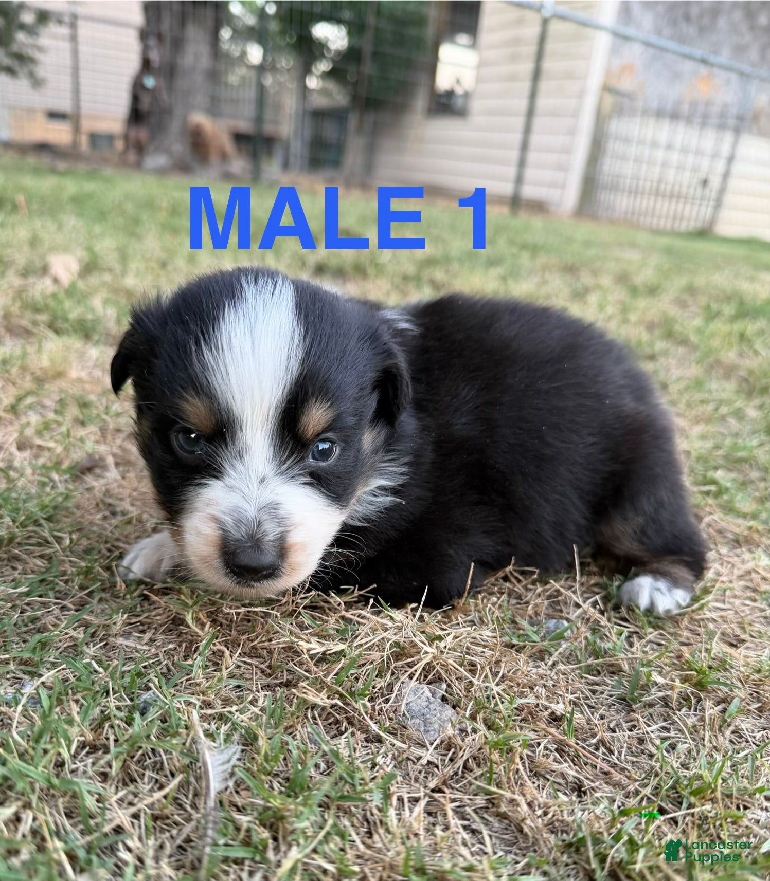 Australian Shepherd dogs Peep - Boy 1 - Ad 14