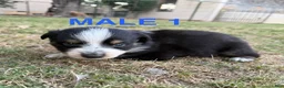Australian Shepherd dogs for sale: Peep - Boy 1 - Ad 1