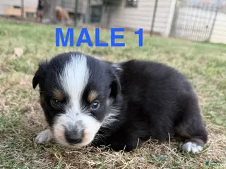 Australian Shepherd dogs Peep - Boy 1 - Ad 4