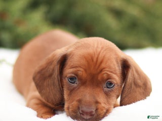 Dachshund dogs Hadassah - Ad 16