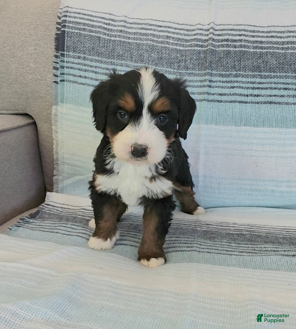 Bernedoodle dogs Penny - Ad 14