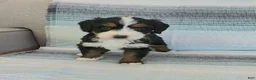 Bernedoodle dogs for sale: Penny - Ad 1