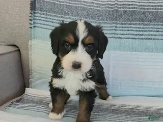 Bernedoodle dogs Penny - Ad 14
