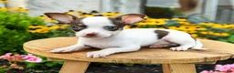 Chihuahua dogs for sale: Peatrie - Ad 3