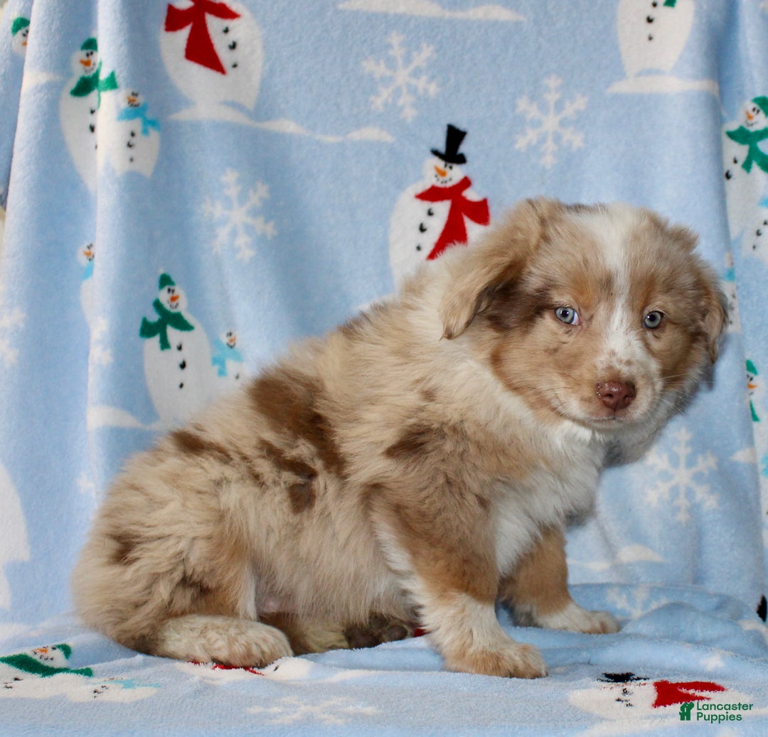 Australian Shepherd dogs for sale: Derick - Ad 4