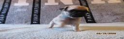 Pug dogs for sale: Pug Puppy 3 - Ad 2