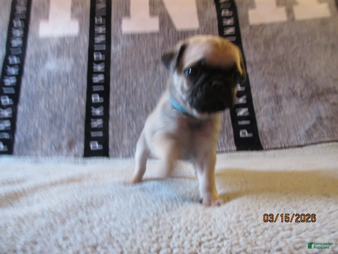 Pug dogs for sale: Pug Puppy 3 - Ad 2