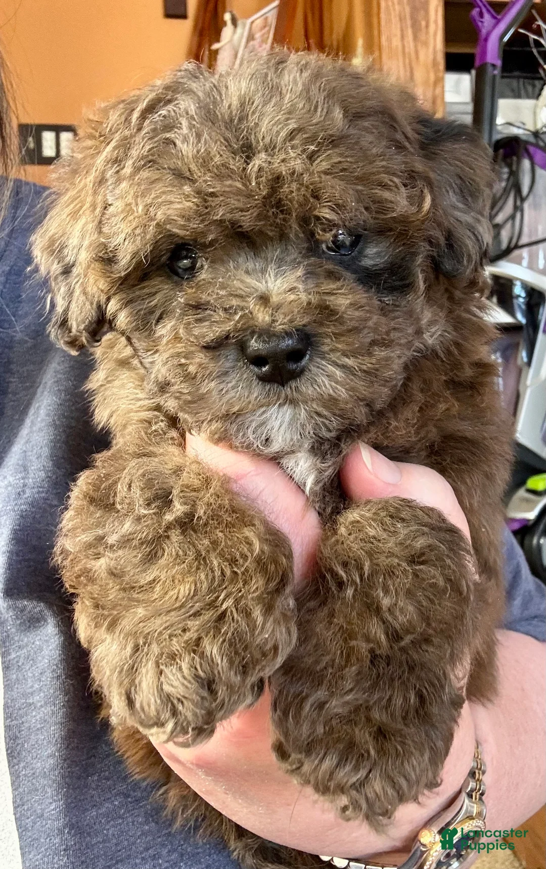 Miniature Poodle dogs for sale: Huxlee - Ad 3
