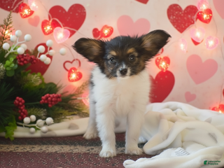 Papillon dogs Becky - Ad 13