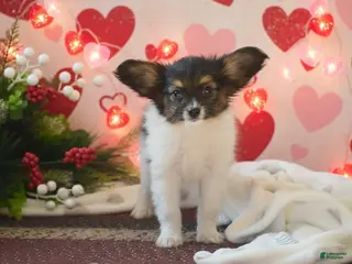 Papillon dogs Becky - Ad 11