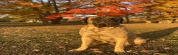 English Mastiff dogs for sale: English Mastiff 4 - Ad 6
