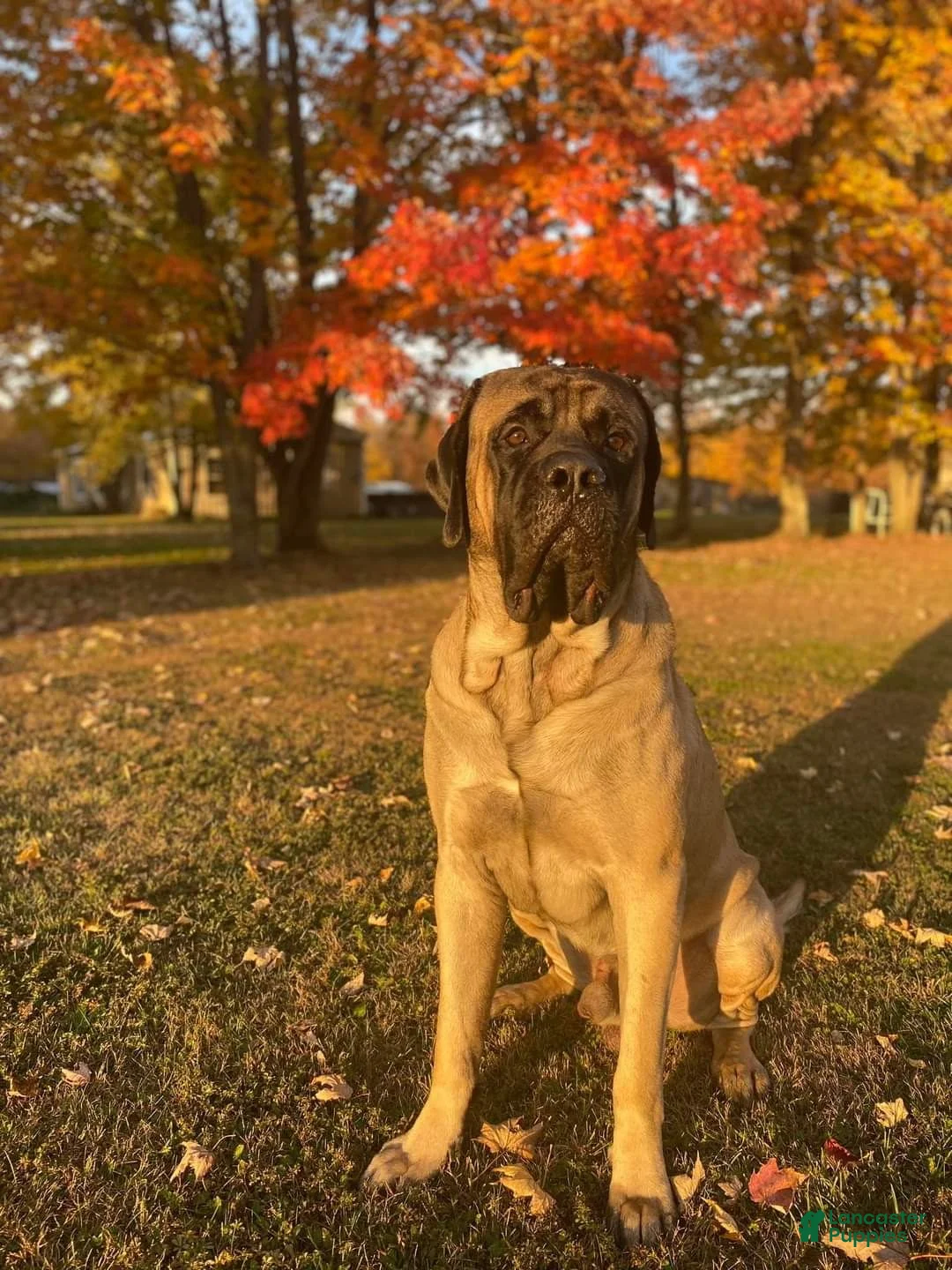 English Mastiff dogs for sale: English Mastiff 4 - Ad 6