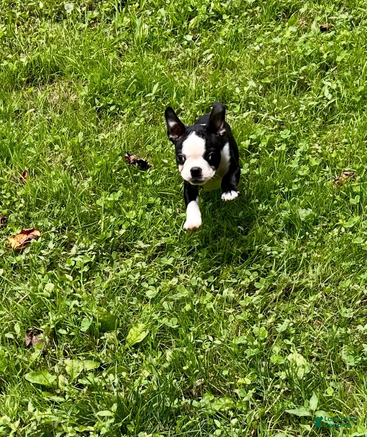 Boston Terrier dogs  Randal - Ad 2