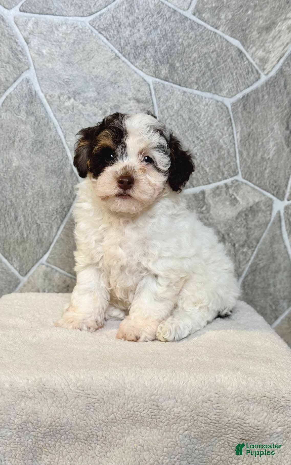 Toy Poodle dogs Mocha Girl - Ad 39