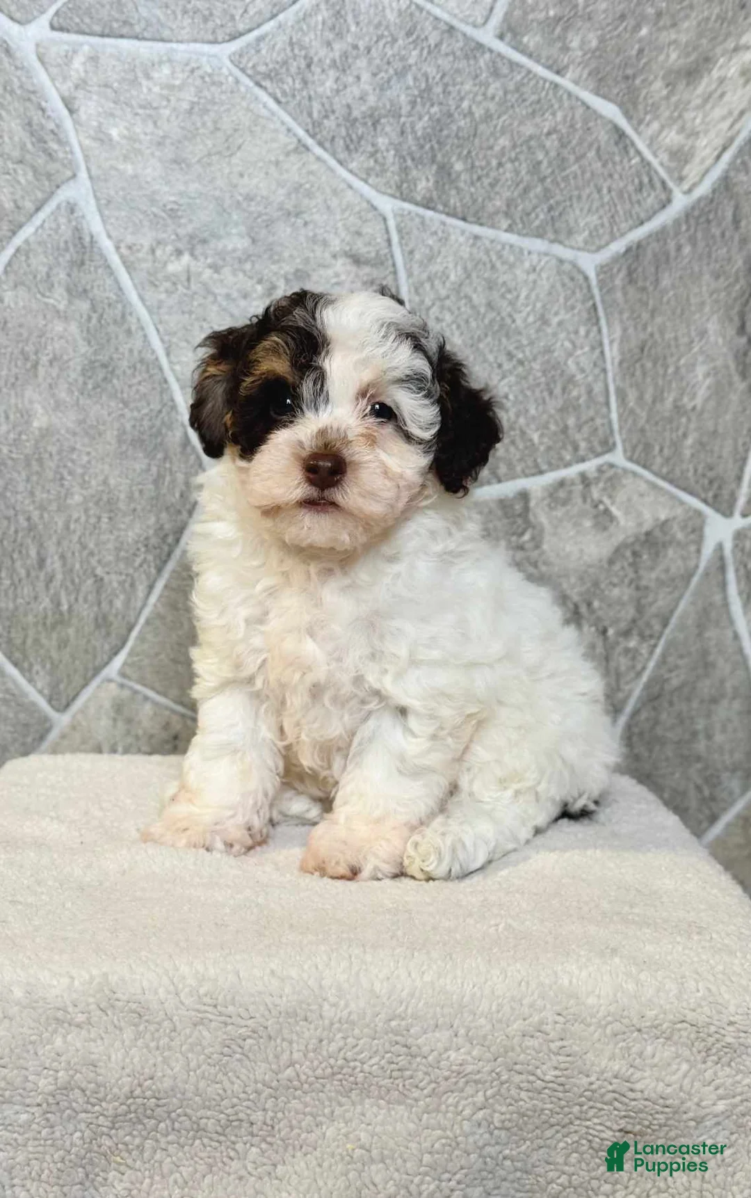 Toy Poodle dogs for sale: Mocha Girl - Ad 1