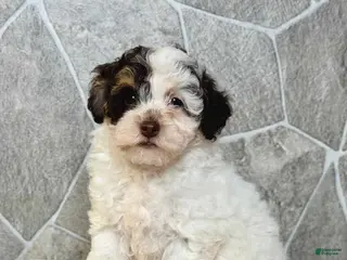Toy Poodle dogs Mocha Girl - Ad 39