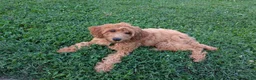 Irish Doodle dogs for sale: Irish Doodle 2 - Ad 1