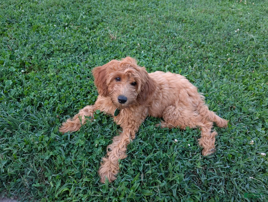 Irish Doodle dogs for sale: Irish Doodle 2 - Ad 1