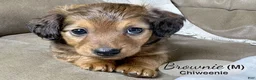Chiweenie dogs for sale: Brownie - Ad 3