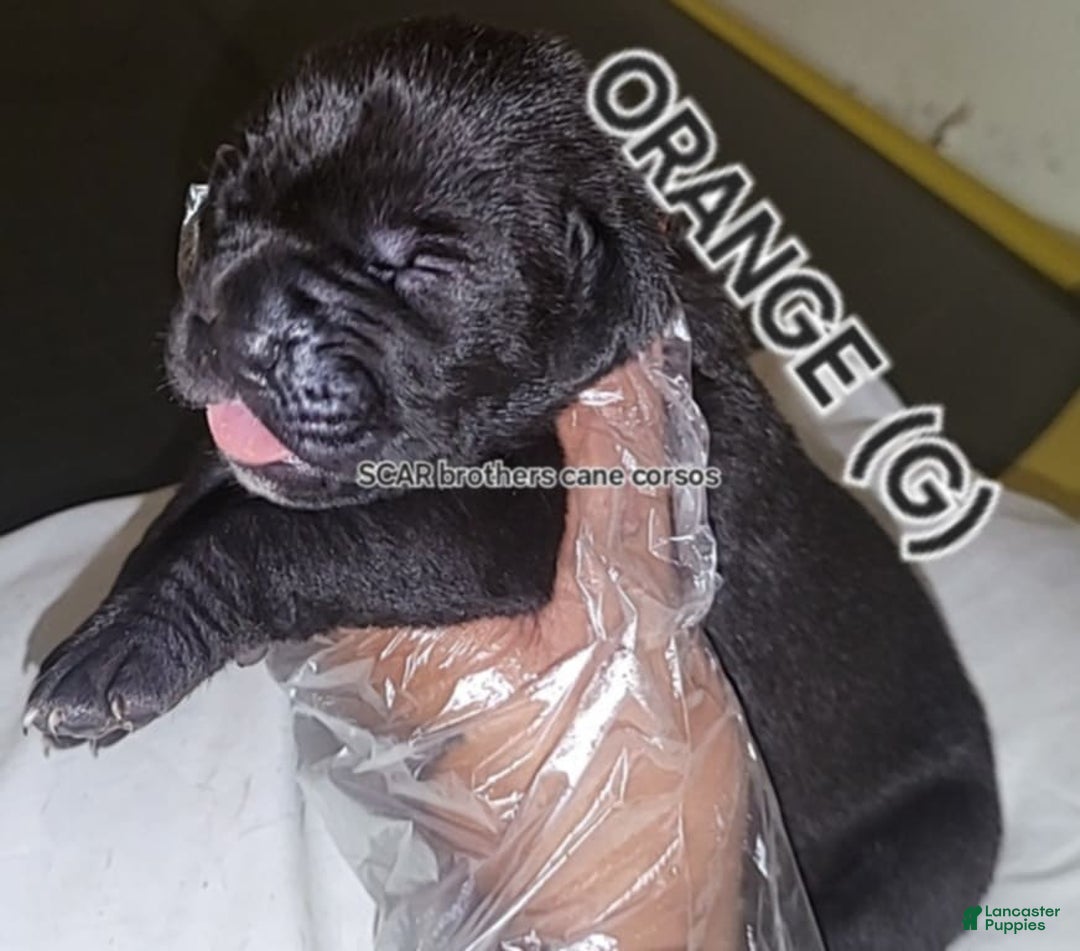 Gallery Image {{count}}