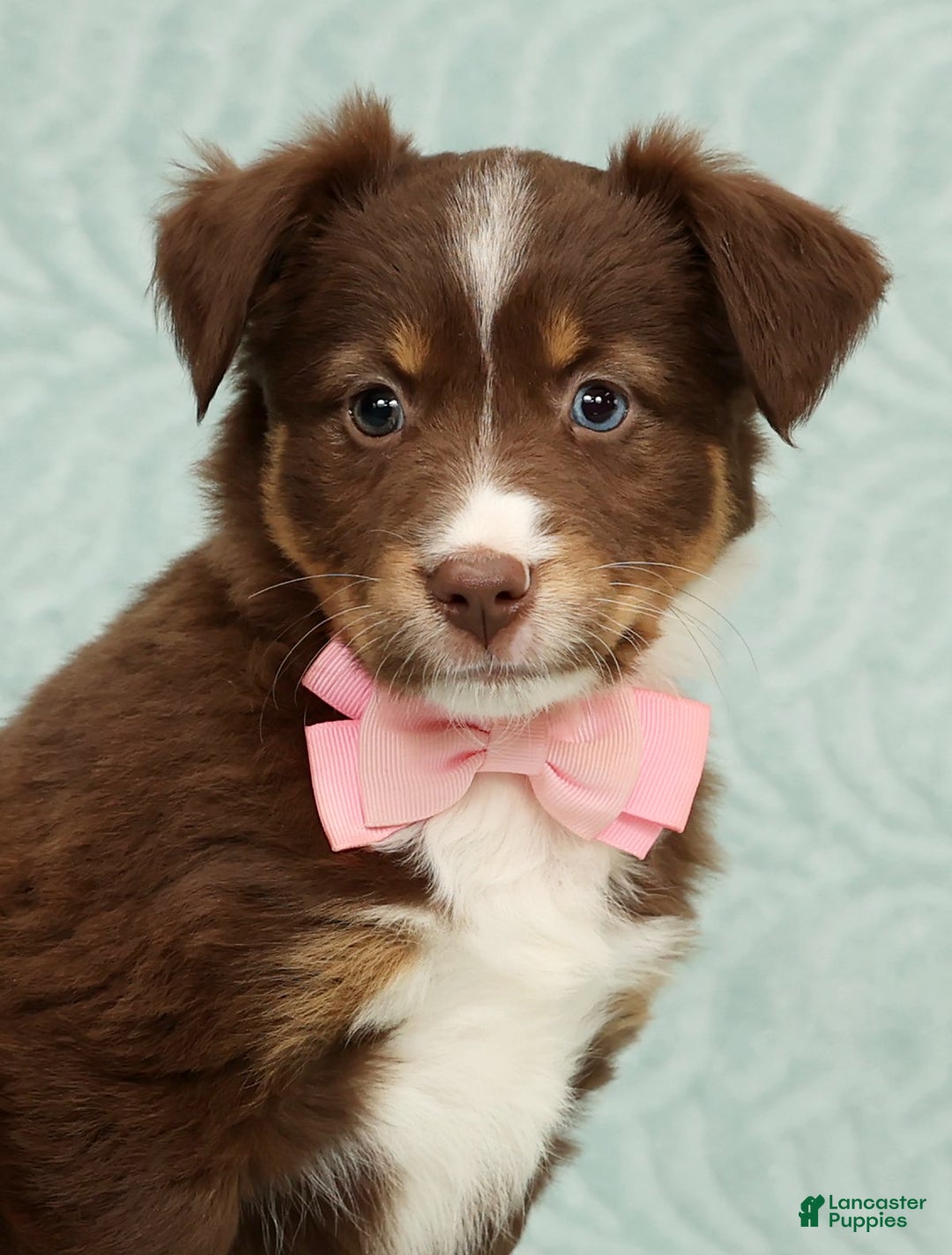 Australian Shepherd dogs for sale: Jackie - Ad 9
