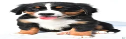Bernese Mountain Dog dogs for sale: Phoebe - Ad 3