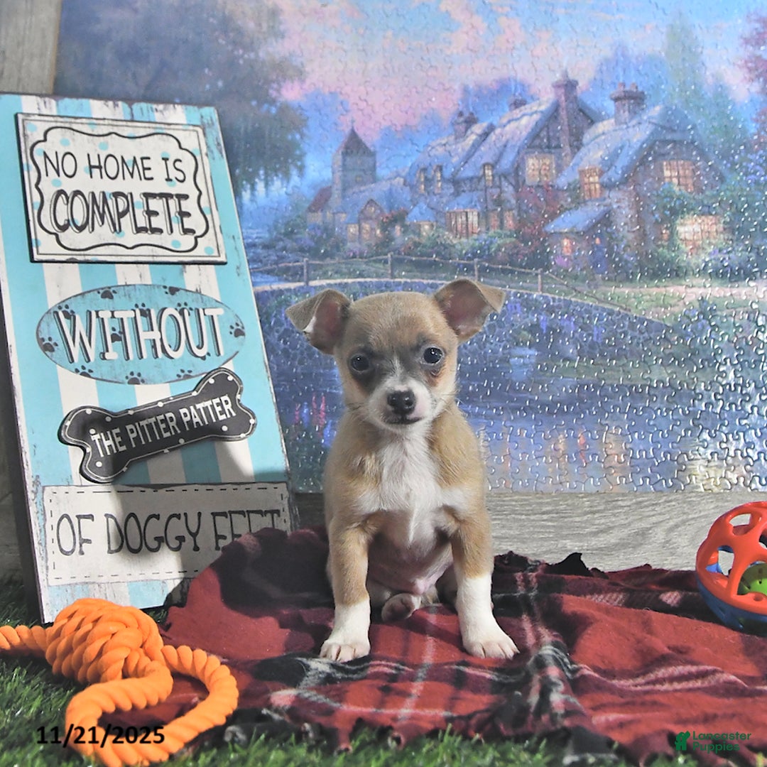 Chihuahua dogs for sale: Fritz - Ad 8