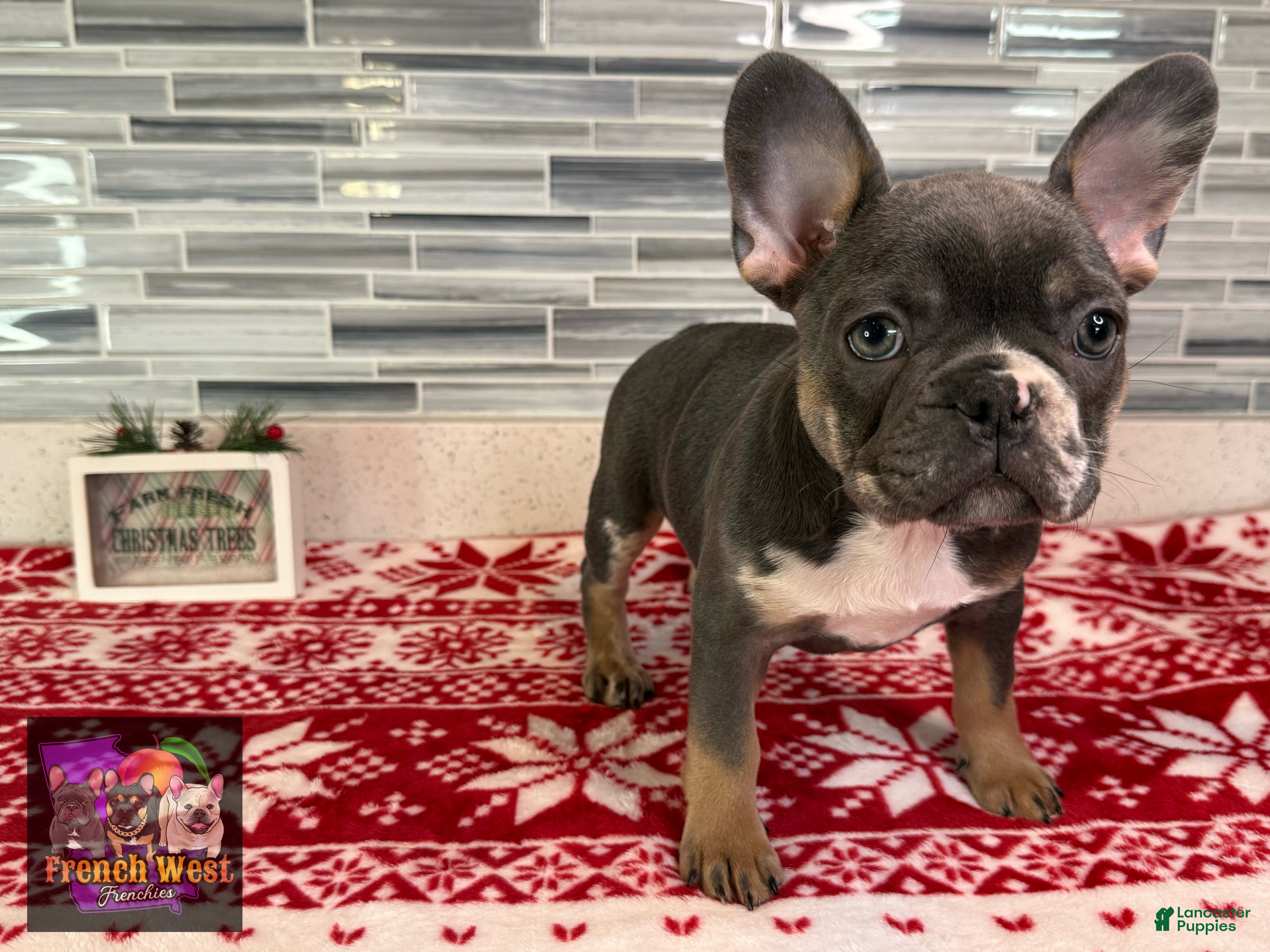 French Bulldog dogs French Bulldog Puppy 4 - Ad 25