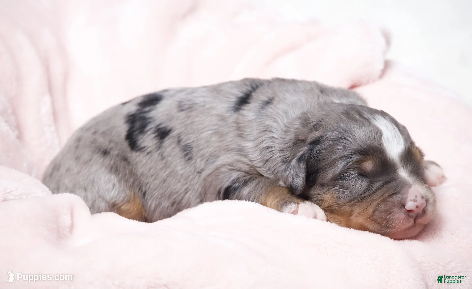 Mini Bernedoodle dogs for sale: Jenna  - Ad 2