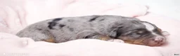 Mini Bernedoodle dogs for sale: Jenna  - Ad 2